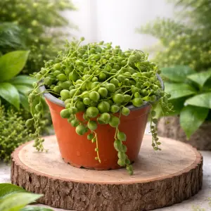 🌿 Senecio Rowleyanus – ROSARIO