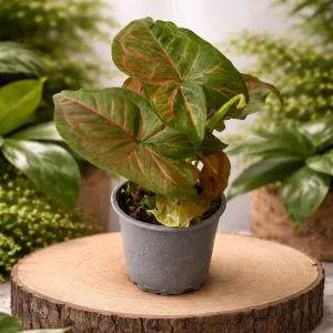 Singonio Pink (Syngonium podophyllum)