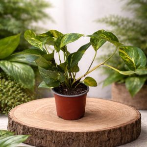Potus Golden (Epipremnum aureum)